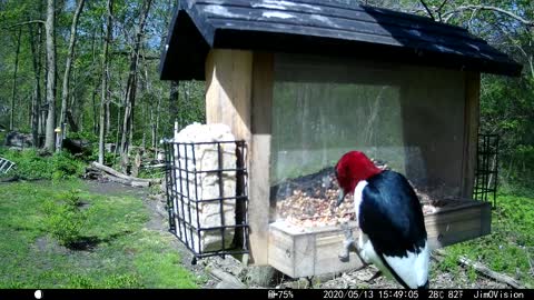 Hickory Creek - Red Headed Woodpecker 1
