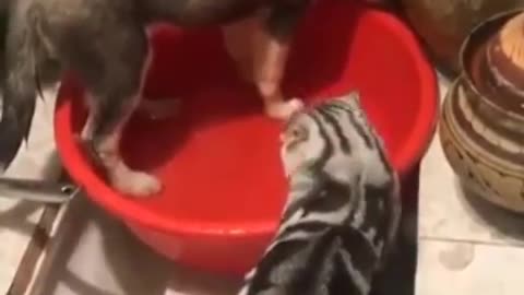 Cat fights dog over mess