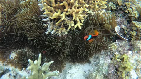 Coral reef fish swimming in clear sea water