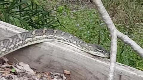 Huge Python Crawls On Garage