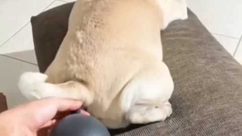 Funny video dog