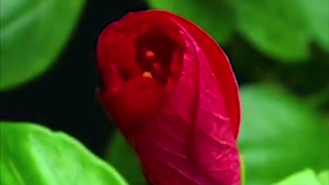 Beautiful red flower blossoming