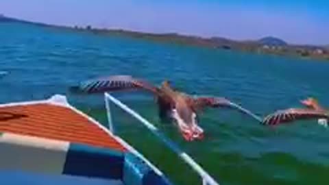 Must Watch. Birds Fly Along Side Boat. Nature Is Amazing