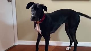 Great Dane Literally Hops To Go Outside