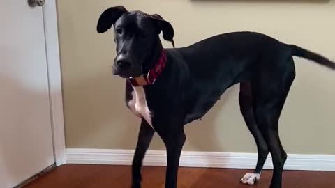 Great Dane Literally Hops To Go Outside