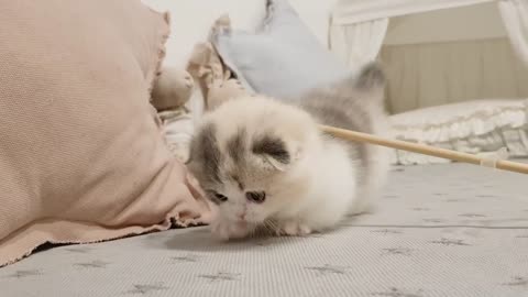 videos of fluffy kitten short legged cat