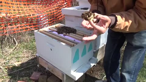 Weekly Beginners Bee Keeping