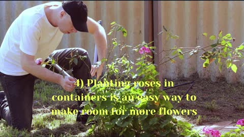 5 Ways to Create a Beautiful Rose Garden at home