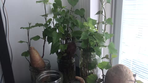 Sweet Potato slips; an update and new addition