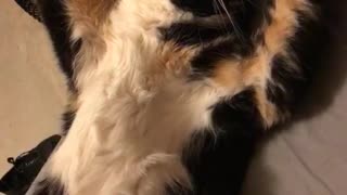 Cat stretches out on couch