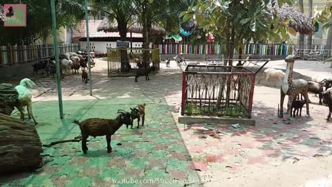 Cabras emocionadas se dan cabezazos luego de comer helado