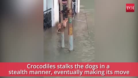 Crocodile vs Dog - Dog in Dangerous situation