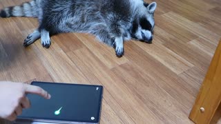 Raccoon uses a game app