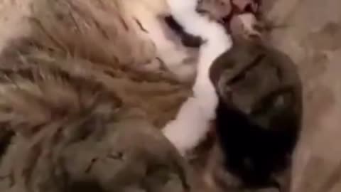 Cute cat playing with