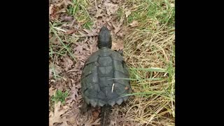 Don't tickle a snapping turtles nose.