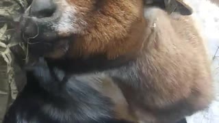 Goats crowd around for pets.