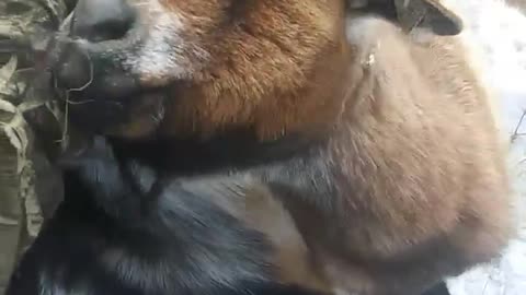 Goats crowd around for pets.