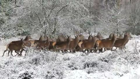 Herd Of Deer Running On Snowy Road