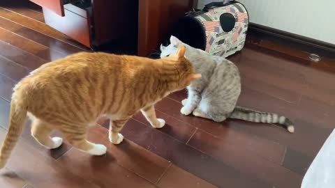 Cute Cat boxing