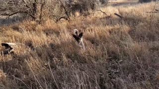 Springer Spaniels hunting