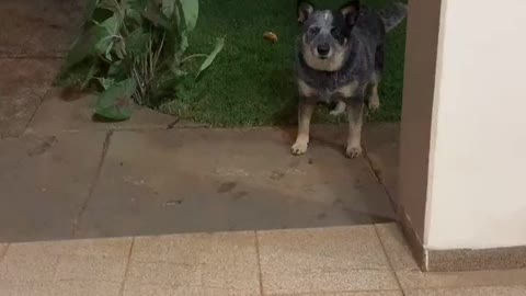 dog is playing with ball