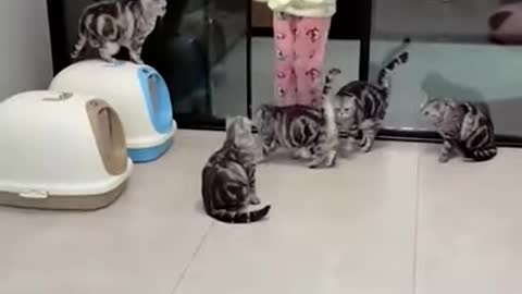 Funny Cat Videos By Sisvie