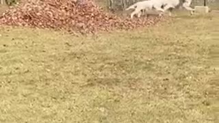 Golden retriever leaf chase 3