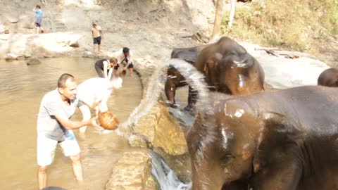 Tourists washing Thai elephants