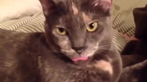 Funny and Cute Cat Videos #267