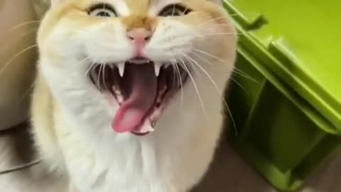 Cat Trying to Speak