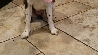 The birthday pup is very impatient for her cupcake!