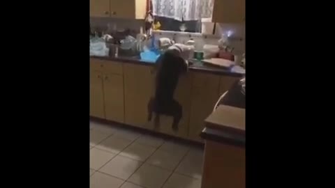 Crazy Dog trying to steal lunch