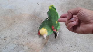 Bird Shows off Brilliant Acting Skills