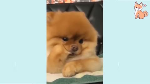 Baby Dog- Baby and Fluffy dog Video #22 | Baby Animals