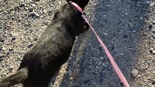 Taking my cat for a walk