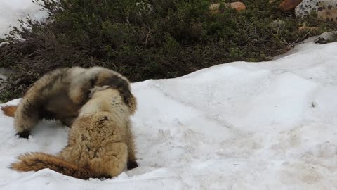 Marmot Fight at Mount Rainier, Washington State