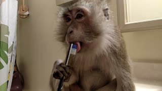 Monkey gets new toothbrush for Christmas