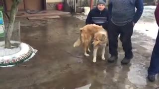 Un perro protege a su compañera lastimada antes de que un tren los pasara por encima - PARTE 3