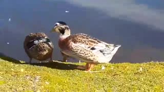 Rouen Ducks..