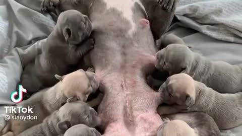 A dog is breastfeeding all of her babies simultaneously from multiple breasts
