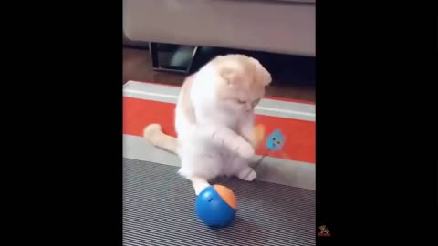 Dogs and cats reaction to toy can make you laugh