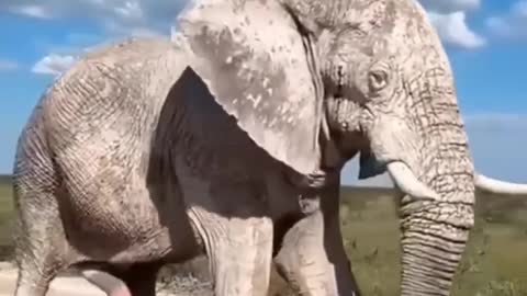 The biggest Elephant 🐘