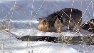 Yorkie Finds Something Buried In The Snow...