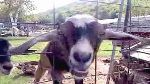 Goofy goat is stuck in a fence