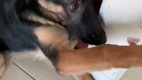 Guilty pup tries to distract from overwhelming evidence