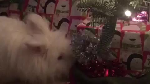 Bunny wants Christmas presents