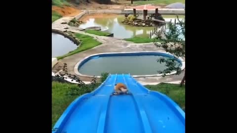 The dog loves to roll off the waterslide.