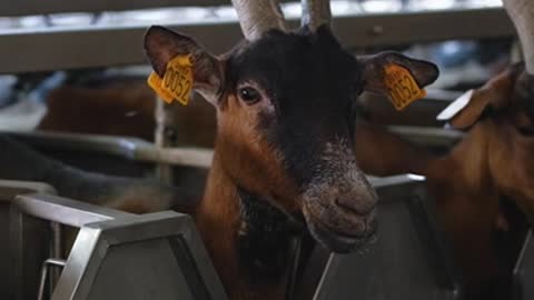 4.Close up of a Goat in a Dairy Farm