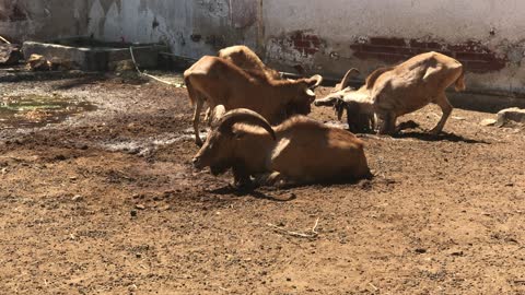 Barbary Sheep Taking Sand Bath