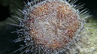 Fascinating Fire Urchin Frolics on Sea Floor